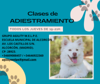 /album/fotogaleria%3a-%c2%bfquienes-somos/post-de-facebook-adiestramiento-canino-moderno-rosa-png/